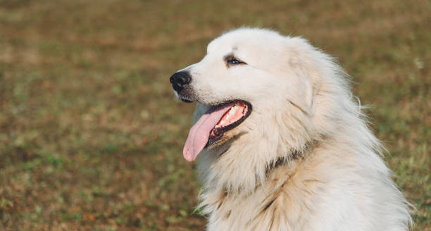 istock dog walks in field 2183915579