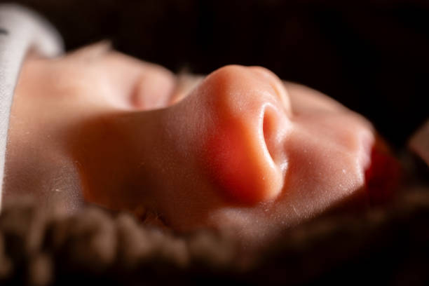 The embryo in the seashell on a dark background