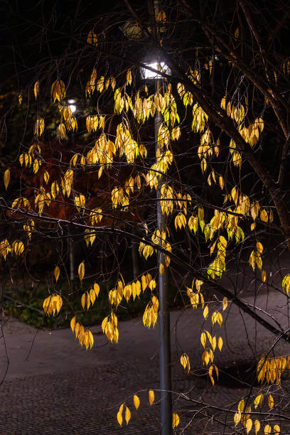 istock Golden foliage at night 2183916119