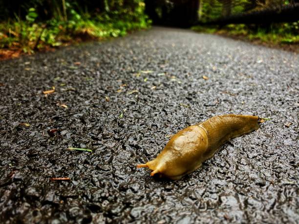 Free picture: snail, shellfish, gastropod, invertebrate, slug, slime ...