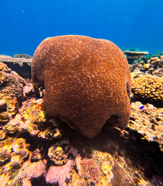 An underwater tropical wonderland featuring Brain Coral (Diploria) as well as a couple of other different species in all their various colours in super clear water