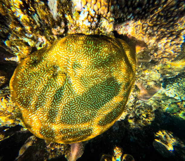 An underwater tropical wonderland featuring Brain Coral (Diploria) as well as a couple of other different species in all their various colours in super clear water