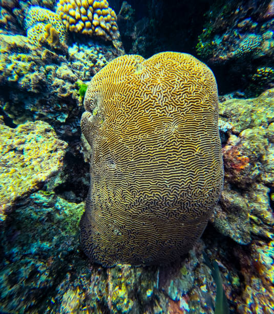 istock A beautiful round Brain Coral (Diploria) with it's distinctive surface pattern and shape sits with other corals in a tropical reef 2183916939