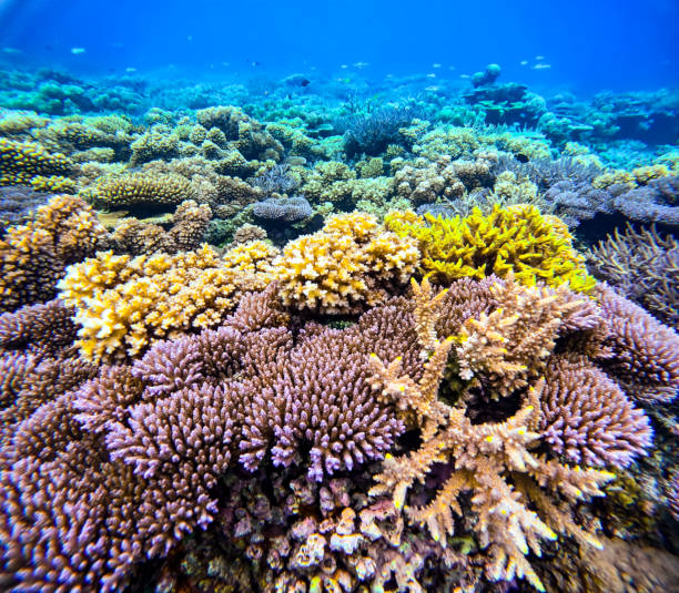 istock A beautiful underwater scene featuring many different types of colourful coral in clear waters on a tropical reef 2183917257