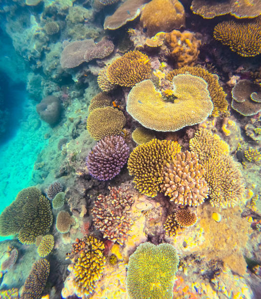istock A beautiful underwater scene featuring many different types of colourful coral in clear waters on a tropical reef 2183917280