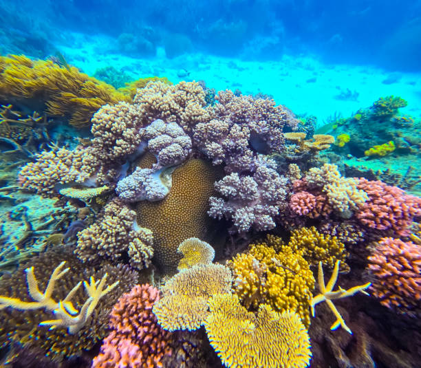 A beautiful underwater scene featuring many different types of colourful coral in clear waters on a tropical reef