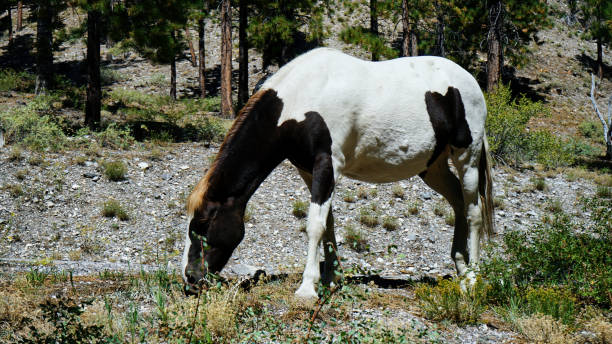 Mt Charleston Lee Canyon Summer Home Area wild horses and amazing mountain forest views