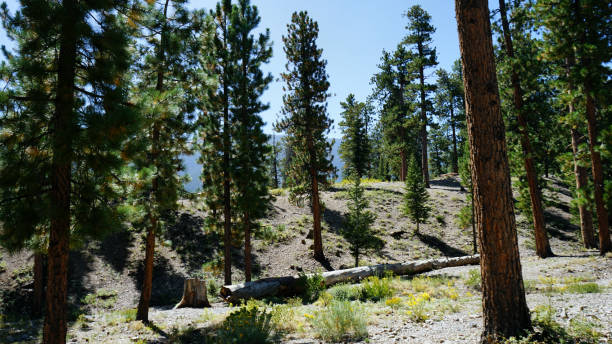 istock Mt Charleston summer home area 2183918590
