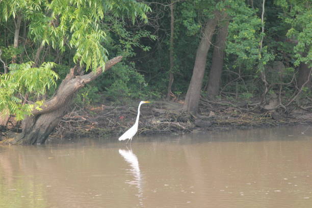 Henderson, Louisiana. Taken May 27, 2012. Bird in the swamp waters in Henderson.