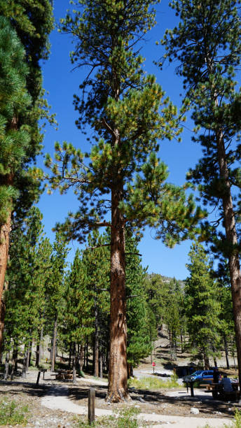 istock Mt Charleston summer home area 2183918766