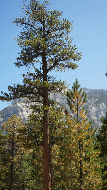 istock Mt Charleston summer home area 2183918895