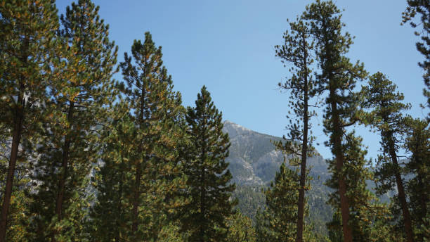 istock Mt Charleston summer home area 2183918898