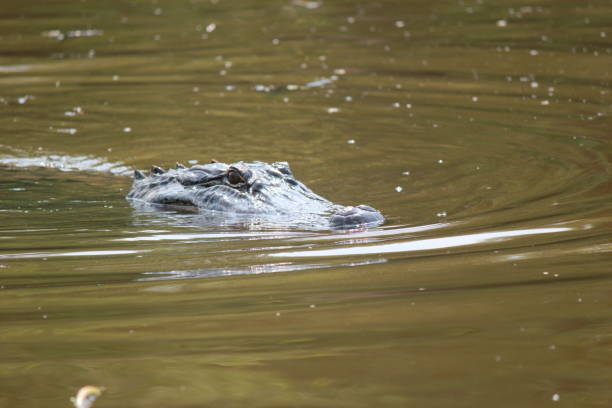 istock Atchafalaya Basin,  Louisiana 2183919145