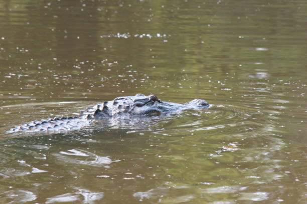 istock Atchafalaya Basin,  Louisiana 2183919328