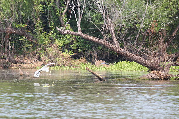 istock Great Egret flying over the swamp 2183919453