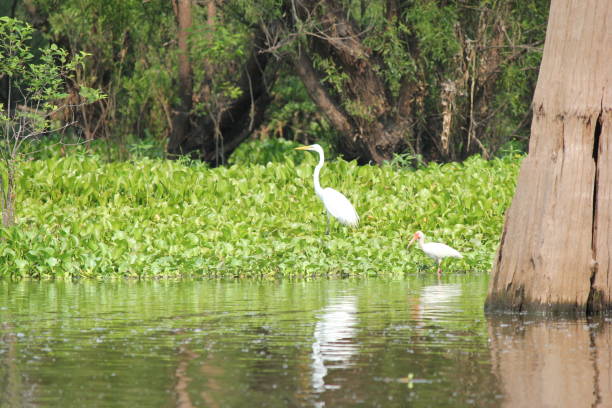 istock Birds - Atchafalaya Basin 2183919518