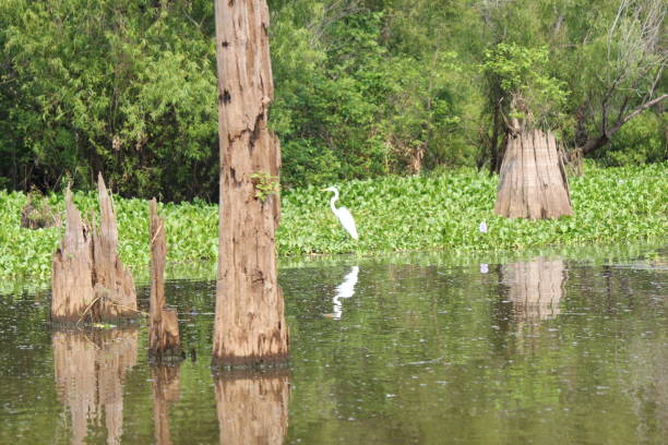 Atchafalaya Basin,  Louisiana. Taken May 27, 2012. Great Egret and an American white ibis in the swamps in Louisiana around Baton Rouge / Henderson.