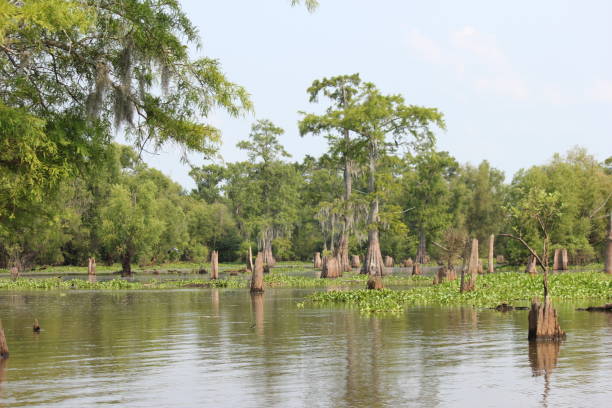 istock Trees in water, Baton Rouge 2183923423