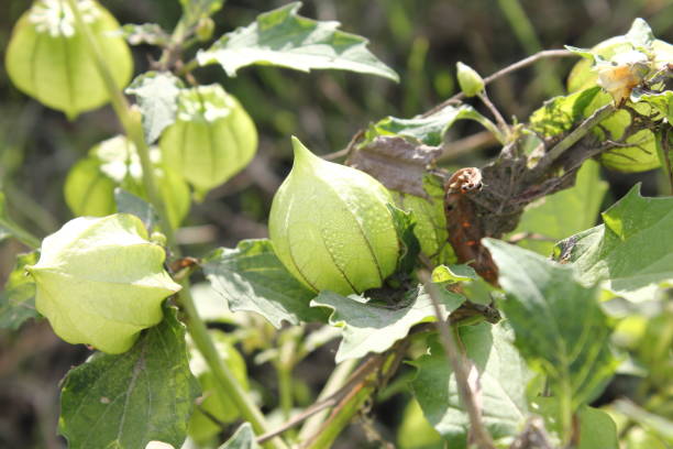 istock Bonsai-style Chinese lantern plant 2183924503