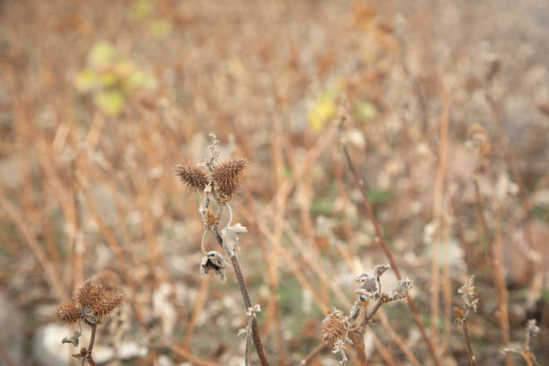 Prickly wild plant in nature.