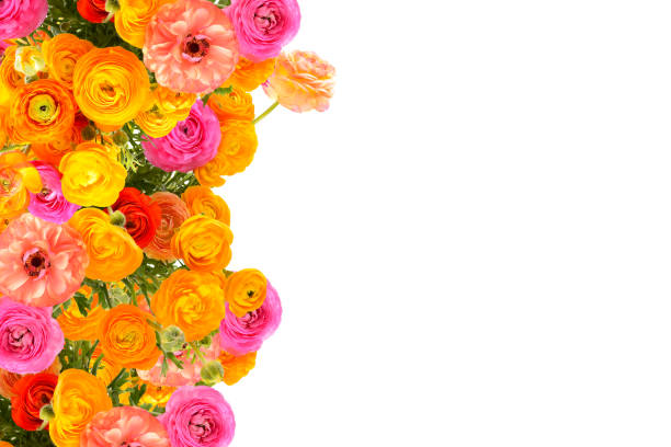 A lot of bright multicolor buttercup flowers over white background..