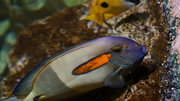 istock Aquarium in Las Vegas is very fun 2183929421