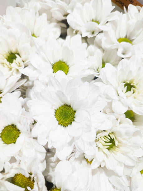 istock A bunch of Daisy flower 2183931372