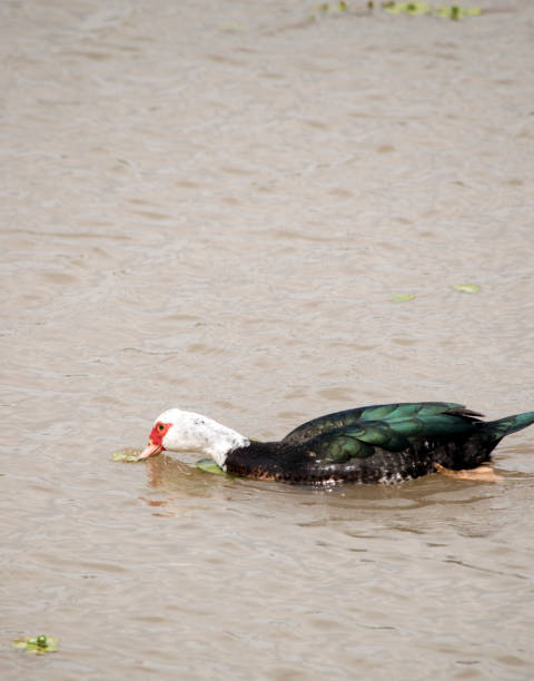 Cairina moschata swimming in the Parana river