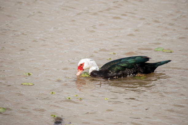 istock Cairina moschata swimming in the Parana river 2183931641