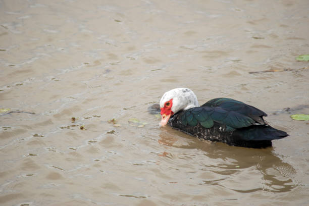 istock Cairina moschata swimming in the Parana river 2183931654