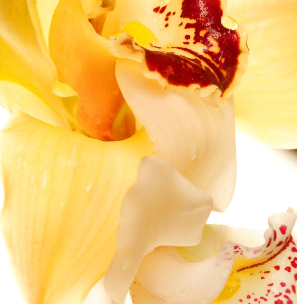 yellow Orchid closeup