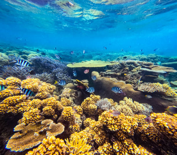 istock A collection of tropical fish such as Blue Green Chromis, Sergeant major Damselfish, Cleaner Wrasse, Sixbar wrasse & Vagabond butterflyfish in a branch coral forest 2183936214