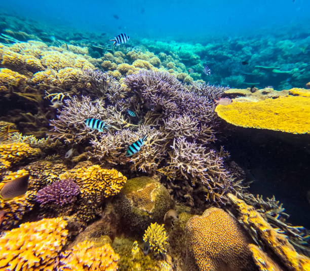 istock A collection of tropical fish such as Blue Green Chromis, Sergeant major Damselfish, Cleaner Wrasse, Sixbar wrasse & Vagabond butterflyfish in a branch coral forest 2183936215