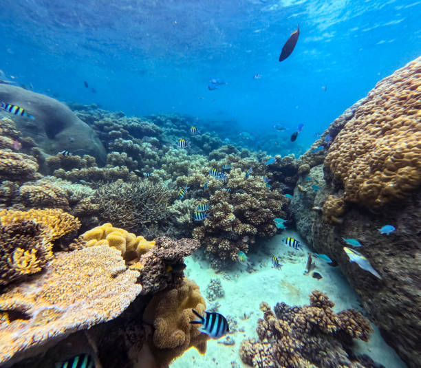istock A collection of tropical fish such as Blue Green Chromis, Sergeant major Damselfish, Cleaner Wrasse, Sixbar wrasse & Vagabond butterflyfish in a branch coral forest 2183936216