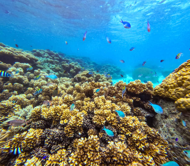 istock A collection of tropical fish such as Blue Green Chromis, Sergeant major Damselfish, Cleaner Wrasse, Sixbar wrasse & Vagabond butterflyfish in a branch coral forest 2183936218