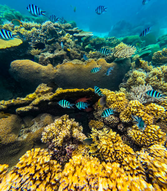 French angelfish ,Pomacanthus paru is a species of marine ray-finned fish, a marine angelfish belonging to the family Pomacanthidae.