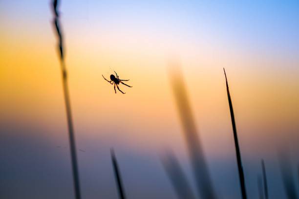 A silhouette of a spider hanging on its web among tall grass during a colorful sunset.