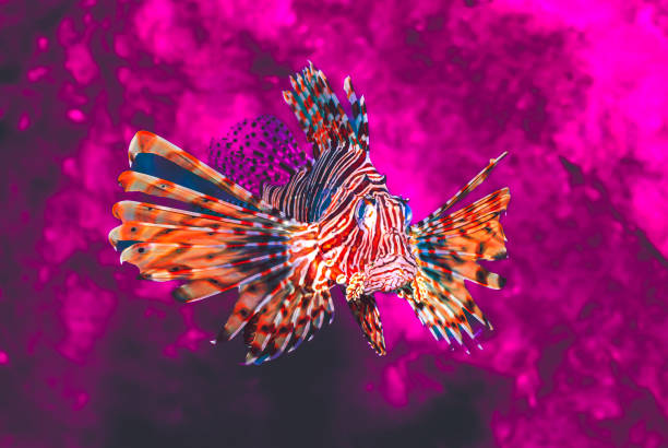 Animal Series : Red lionfish in the sea. A beautiful Pterois volitans fish with dark background. Lion fish swim in the aquarium.