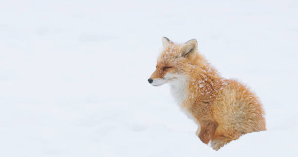 istock hokkaido fox snow 2183938860