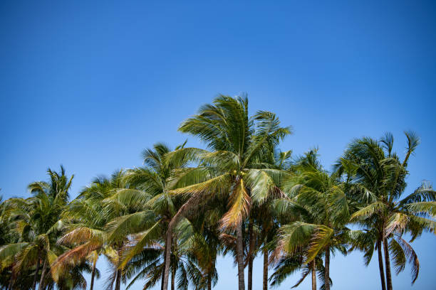 istock tropical summer palm tree. tropical summer palm tree on sky. tropical summer palm tree 2183940846