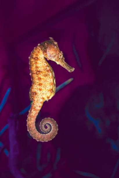 istock Animal Series : Spotted seahorse floating in seawater 2183942615