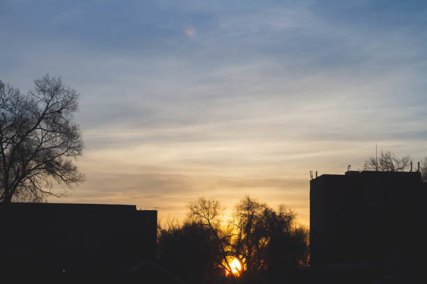 Silhouettes of trees at sunset. Dark tree branches against the bright sun..