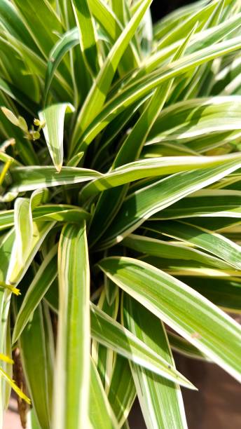 istock dianella ornamental plant 2183943478