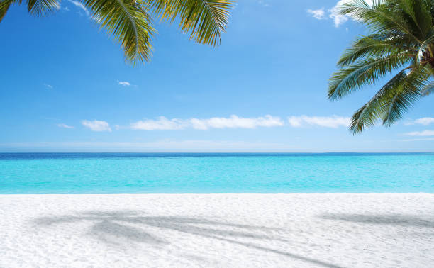 istock Empty tropical paradise sand beach and palm trees copy space scene 2183943591