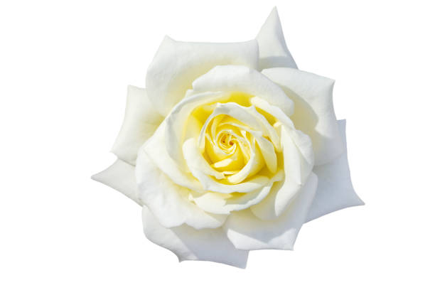 istock white rose or rosehip on a stem isolated on a white background 2183944334