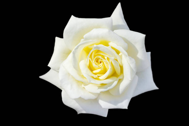 Santa Fe, NM: Single White Rosebud; Sunlit Adobe Wall, Copy Space