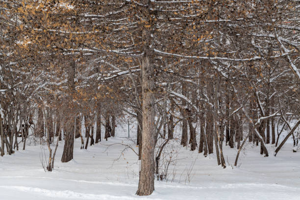 istock Trees and park during Winter season 2183946339