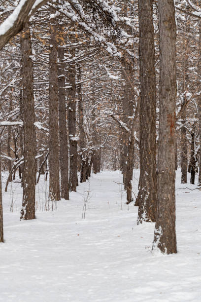istock Trees and park during Winter season 2183946342