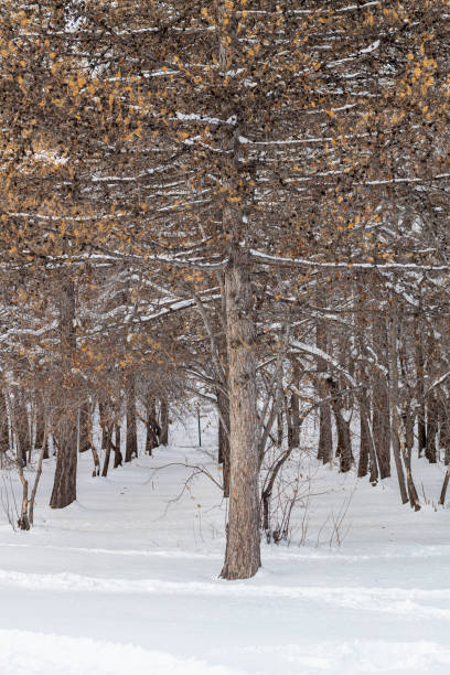 istock Trees and park during Winter season 2183946343