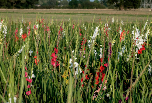 istock Colored gladioli flowers in the field 2183950682